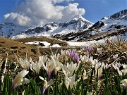 67 La neve si scioglie , fioriscono i Crocus vernus